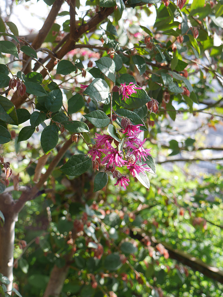 ベニバナトキワマンサクの花が咲きだした。2021年-006.jpg