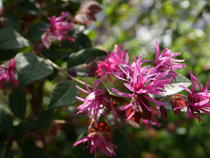 ベニバナトキワマンサクの花が増えてきた。2021年-003.jpg