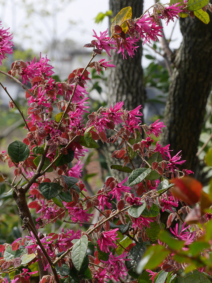 ベニバナトキワマンサクの花が増えてきた。2021年-016.jpg