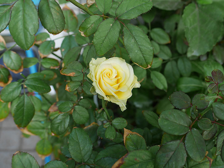 ベルガモ・フォーエバー（ミニバラ）にクリーム色の花が咲いた。2018年-4.jpg