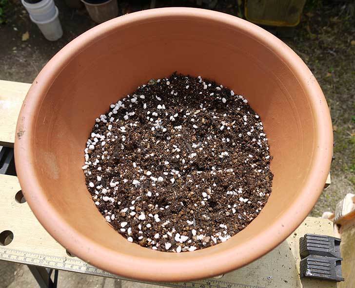 ペチュニア-エコチュニアの赤を2個を鉢に植えた4.jpg