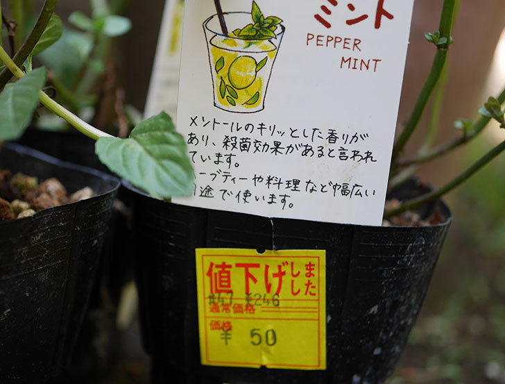 ペパーミントの苗がホームズで50円だったので3個買ってきた。2018年-2.jpg