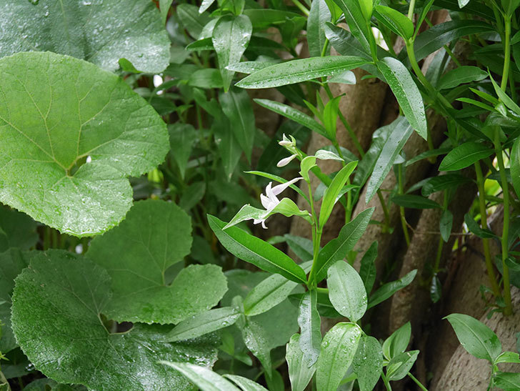 ホスタ（ギボウシ）アルボマナギナータの花が咲いた。2019年-2.jpg