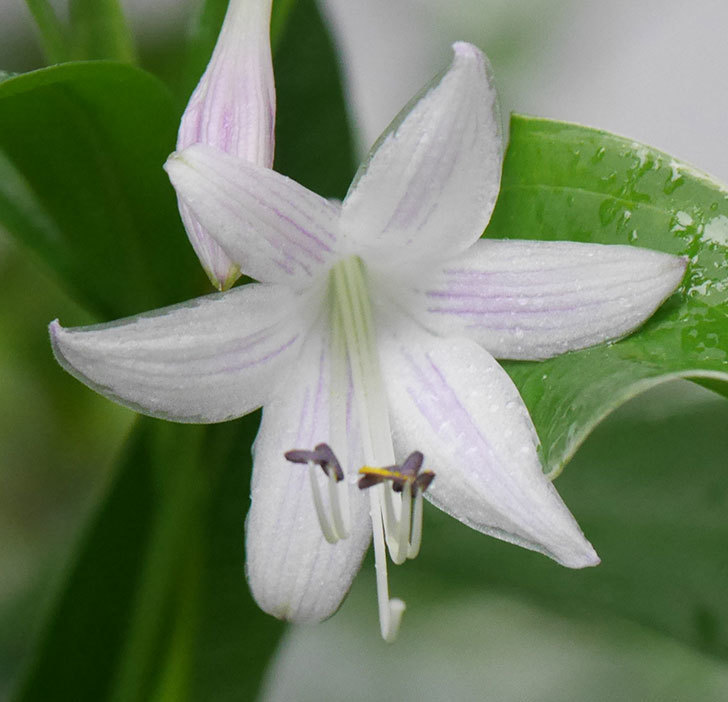 ホスタ（ギボウシ）アルボマナギナータの花が咲いた。2019年-6.jpg