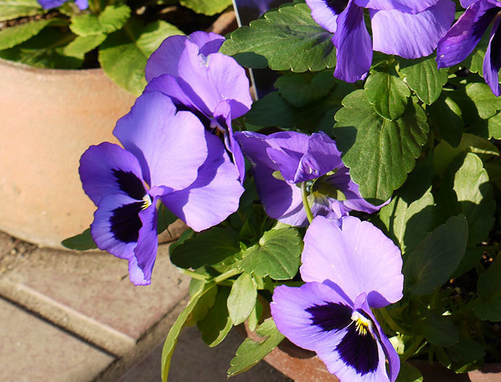 ボニータ(パンジー)ブルー・ティフルの花が大きくなってきた。2015年-2.jpg