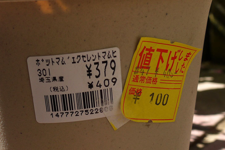 ポットマム-エクセレントマムピコがホームズで100円だったので買って来た4.jpg