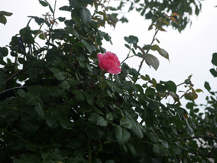 ポンポネッラ(Pomponella)の2番花が咲いた。半ツルバラ。2020年-001.jpg