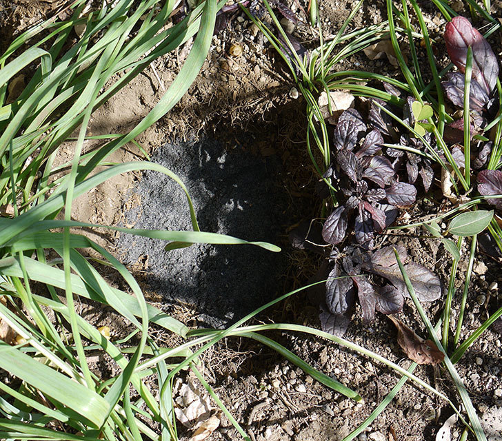 ポンポネッラ（ツルバラ）に穴を掘って寒肥をやった。2017年-14.jpg