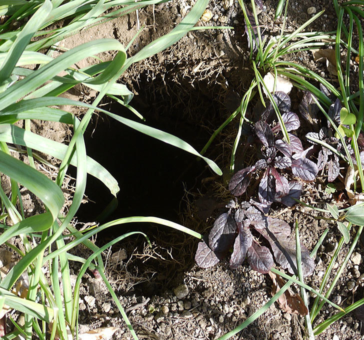 ポンポネッラ（ツルバラ）に穴を掘って寒肥をやった。2017年-7.jpg