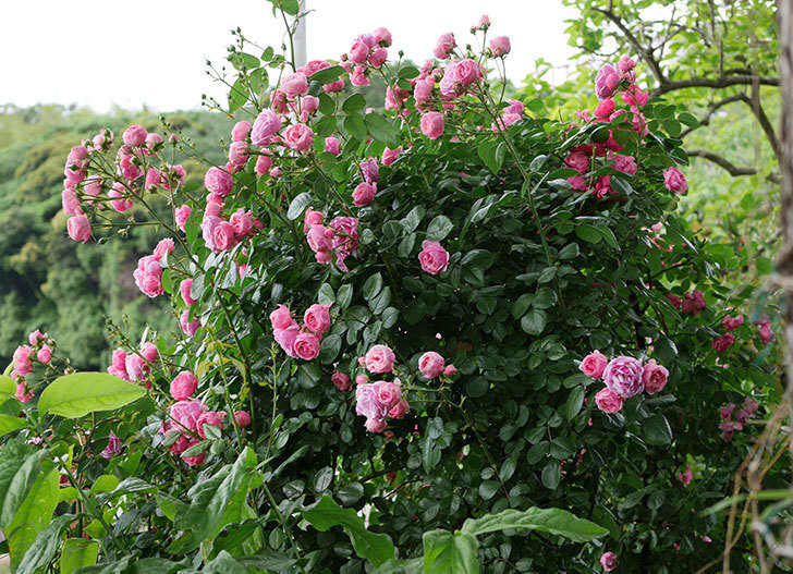 ポンポネッラ（ツルバラ）の花がたくさん咲いた。2019年-13.jpg