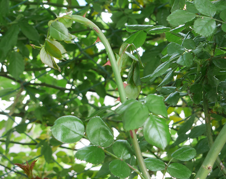 ポンポネッラ（ツルバラ）の蕾付きの新枝が3本バラクキバチにやられて萎れた。2019年-1.jpg