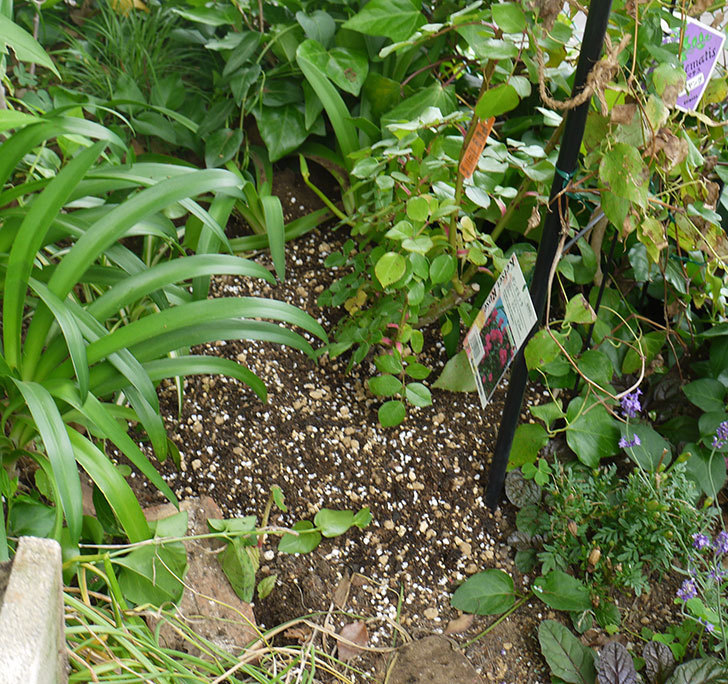 ポンポネッラ（ツルバラ）の開花株を地植えした。2016年-10.jpg