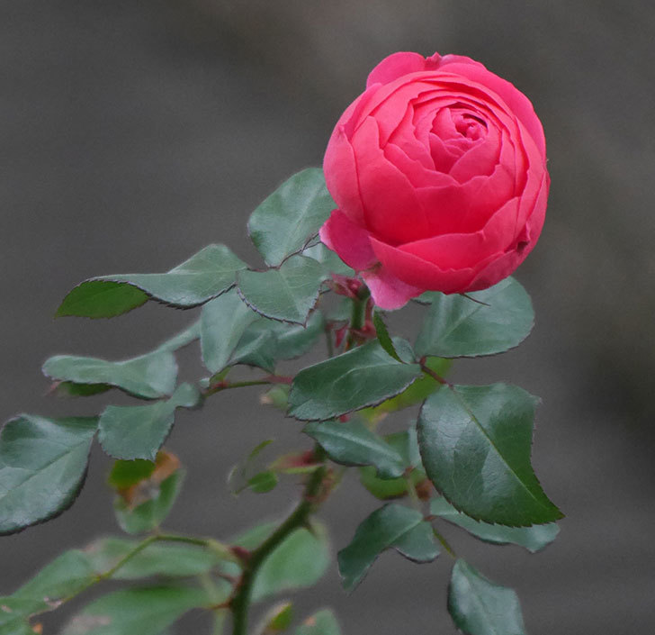 ポンポネッラ 半ツルバラ に濃いピンクの花が咲いた 19年 バラ 02memo日記