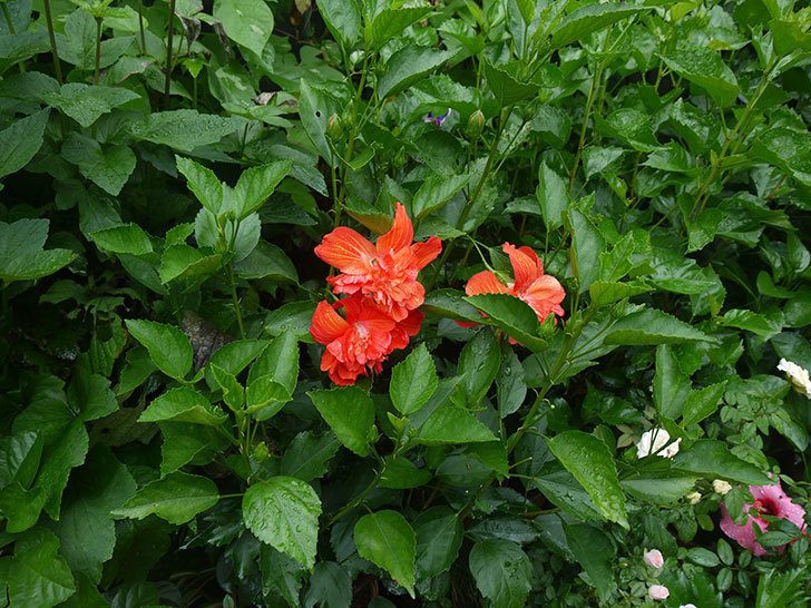 マダムペレの花が3個咲いた。2017年-5.jpg