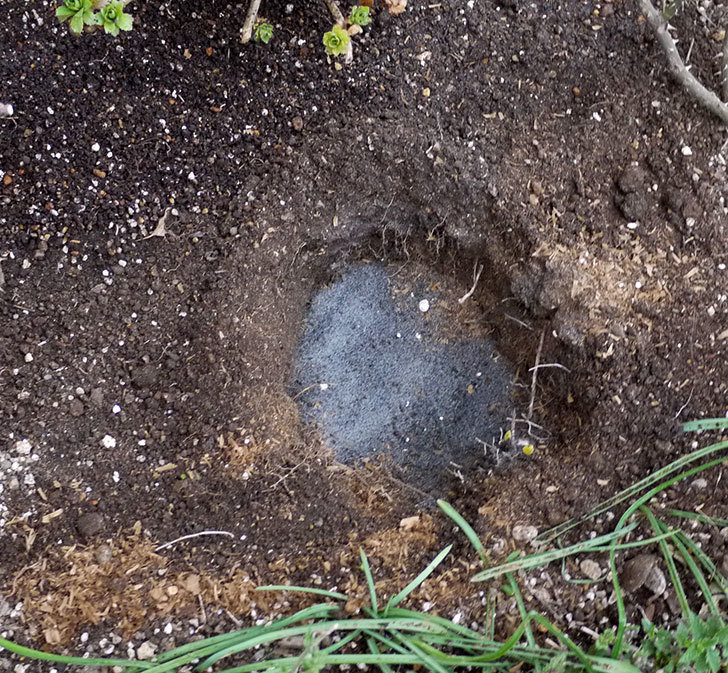 マチルダ(木立バラ)に穴を掘って寒肥をやった。2017年-2.jpg