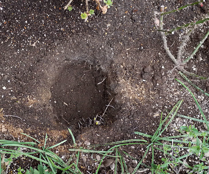 マチルダ(木立バラ)に穴を掘って寒肥をやった。2017年-3.jpg