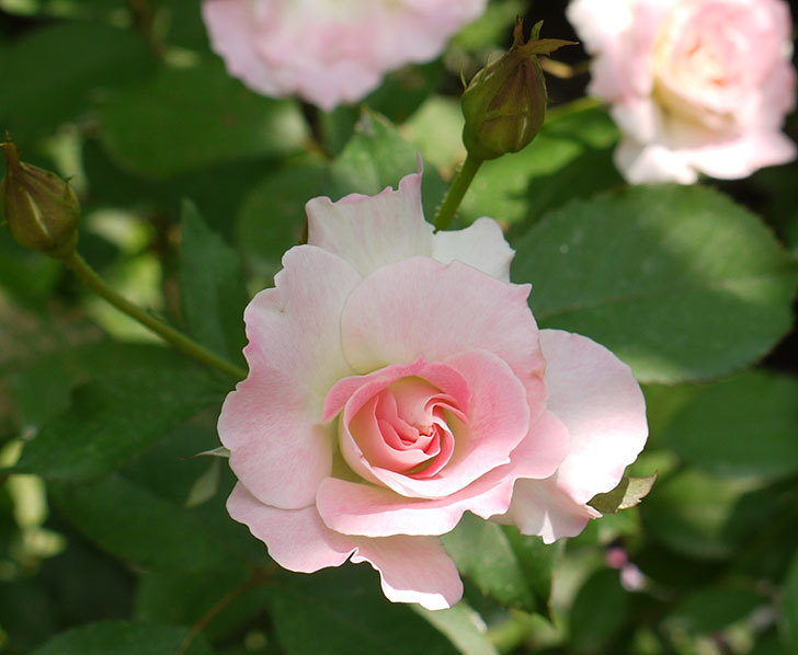 マチルダ(木立バラ)の2番花が4個咲いた。2016年-1.jpg