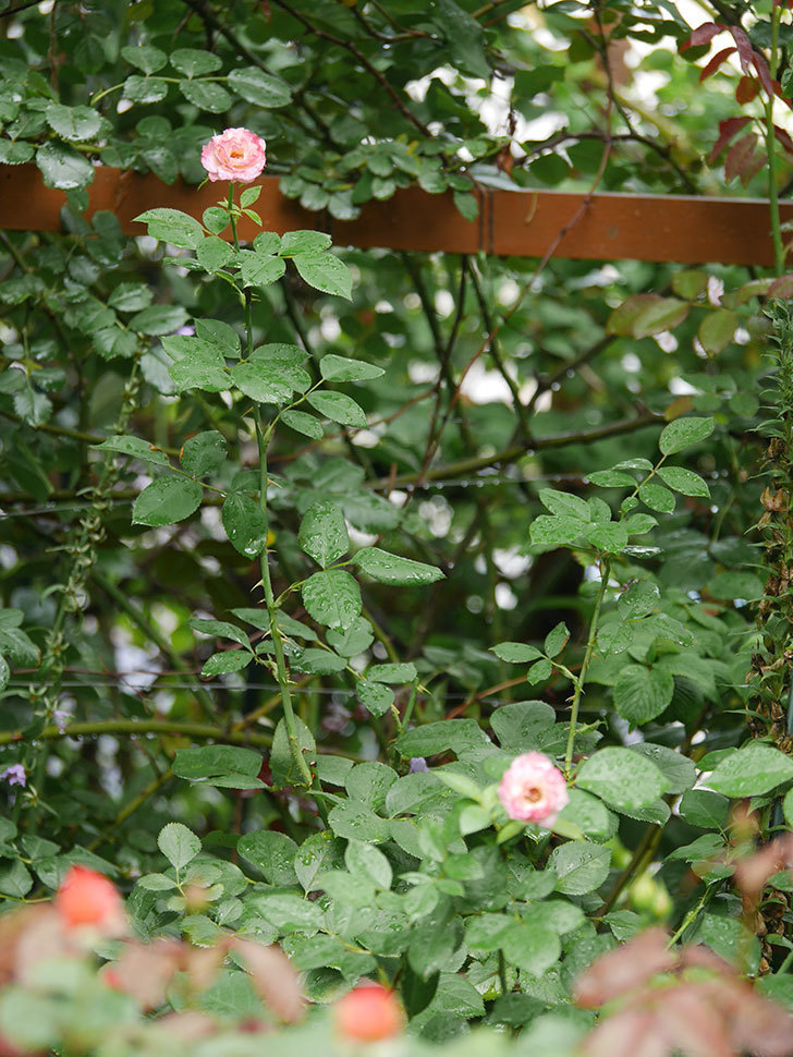 マチルダ(Matilda)の2番花がまた咲いた。木立バラ。2020年-011.jpg