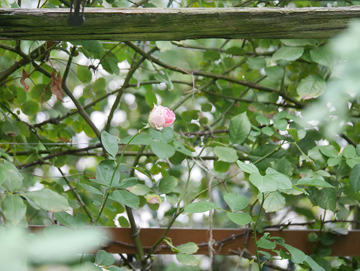 マチルダ(Matilda)の秋花がまた咲いた。木立バラ。2021年-002.jpg