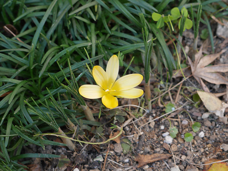 マンモスイエロー（クロッカス）の花が咲きだした。2021年-003.jpg