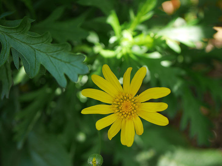 マーガレットコスモス イエローエンジェル の花が咲きだした 21年 花 02memo日記