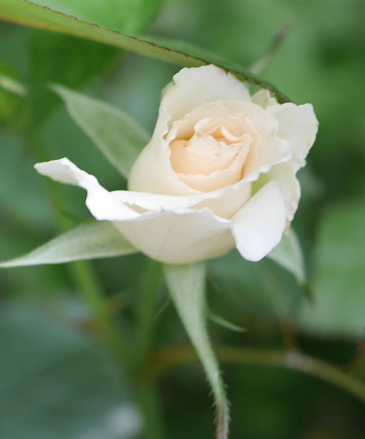 マーガレット・メリル(木立バラ)の2番花が咲いた。2019年-2.jpg