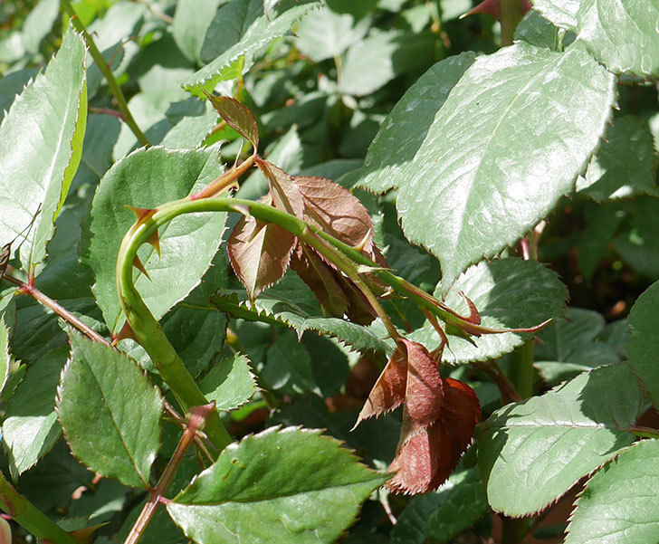 マーガレット・メリル(木立バラ)の蕾付きの新枝が1本バラクキバチにやられてた。2019年-1.jpg