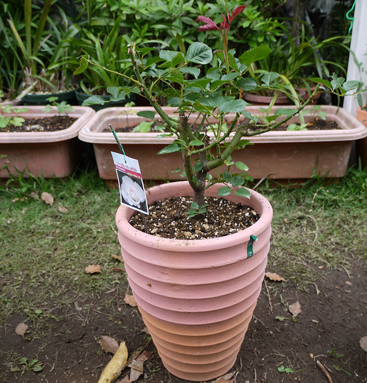 マーガレット・メリル(木立バラ)の開花株をテラコッタ鉢に植えた。2016年-7.jpg