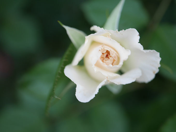 マーガレット・メリル(Margaret Merril)の2番花がまた咲いた。木立バラ。2020年-005.jpg