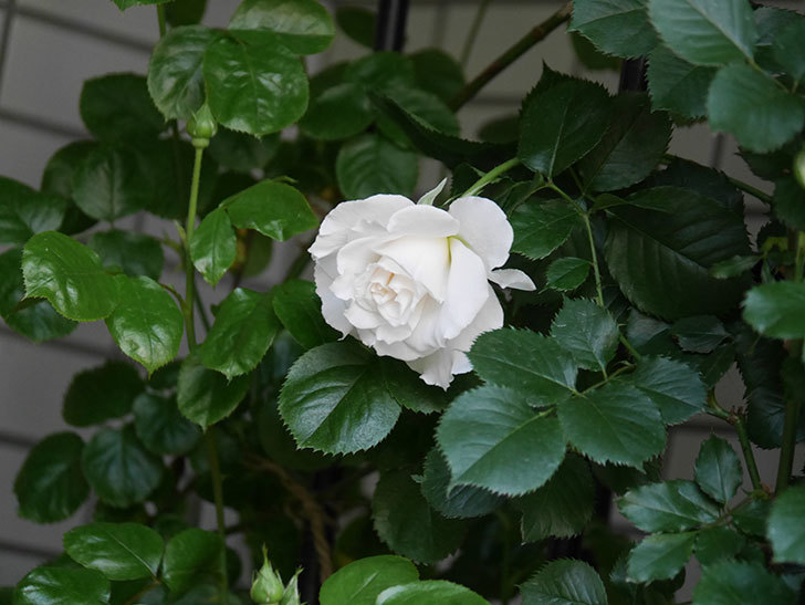 マーガレット・メリル(Margaret Merril)の花が咲いた。木立バラ。2021年-005.jpg