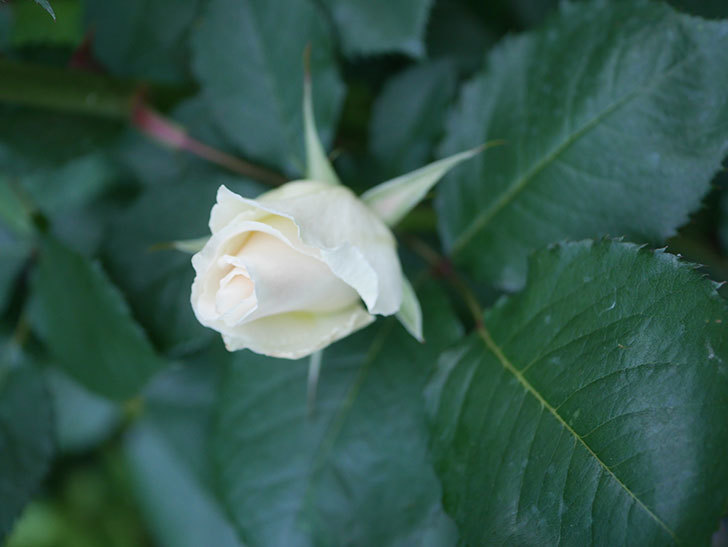 マーガレット・メリル(Margaret Merril)の花が咲いた。木立バラ。2022年-008.jpg