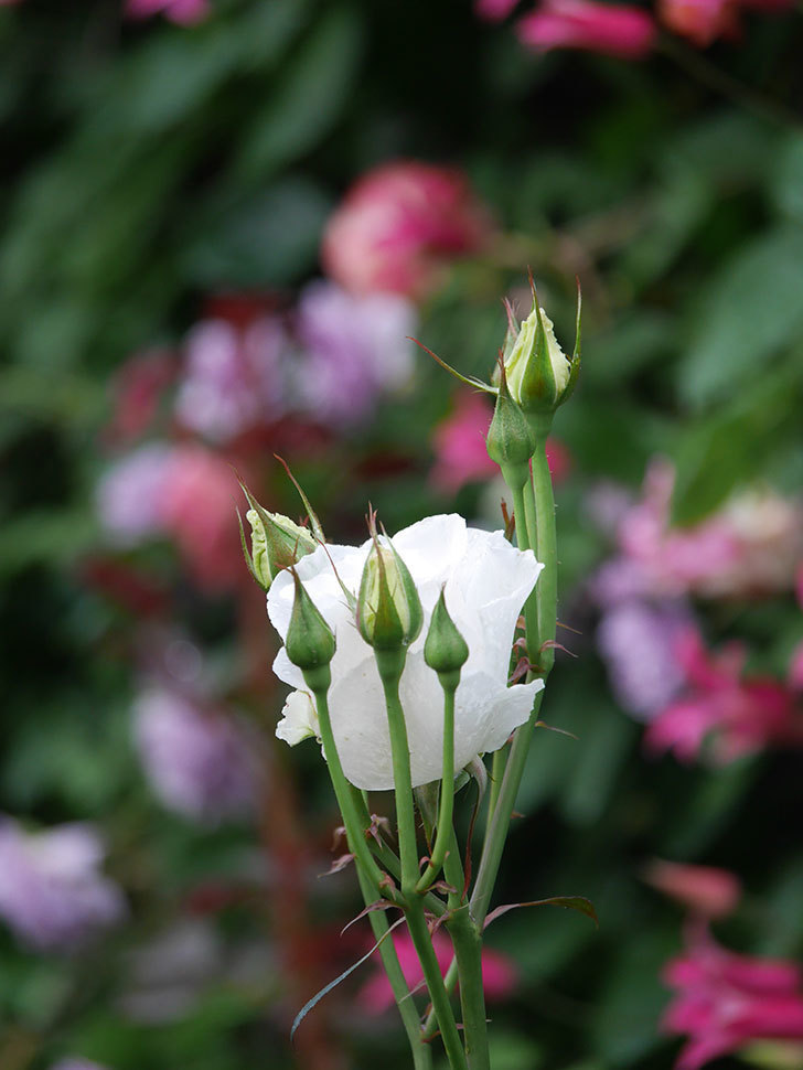 マーガレット・メリル(Margaret Merril)の花が咲いた。木立バラ。2022年-017.jpg