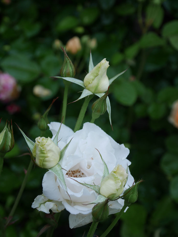 マーガレット・メリル(Margaret Merril)の花が咲いた。木立バラ。2022年-018.jpg