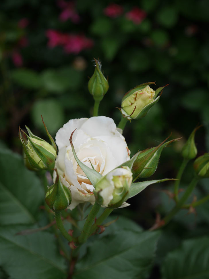 マーガレット・メリル(Margaret Merril)の花が咲いた。木立バラ。2022年-026.jpg
