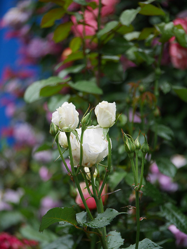 マーガレット・メリル(Margaret Merril)の花が咲いた。木立バラ。2022年-039.jpg
