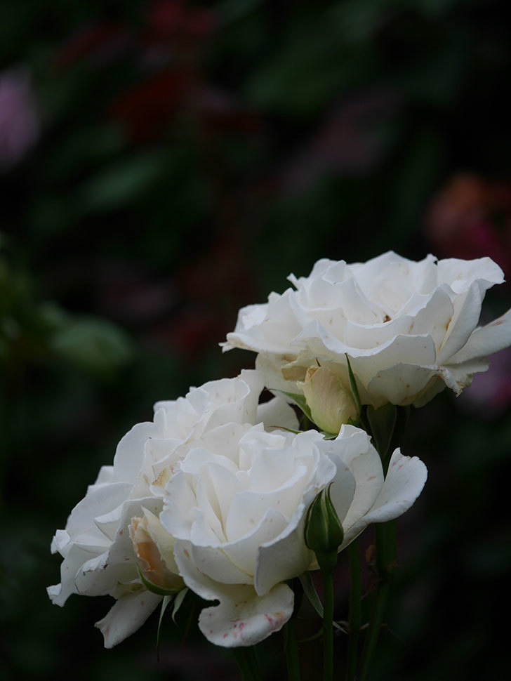 マーガレット・メリル(Margaret Merril)の花が咲いた。木立バラ。2022年-051.jpg