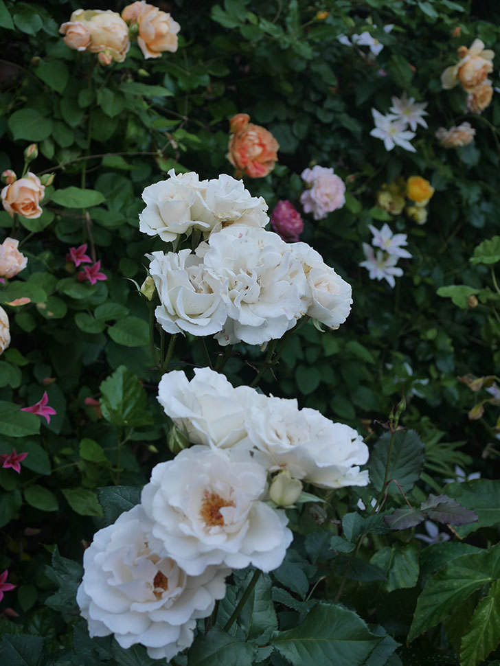 マーガレット・メリル(Margaret Merril)の花が咲いた。木立バラ。2022年-061.jpg