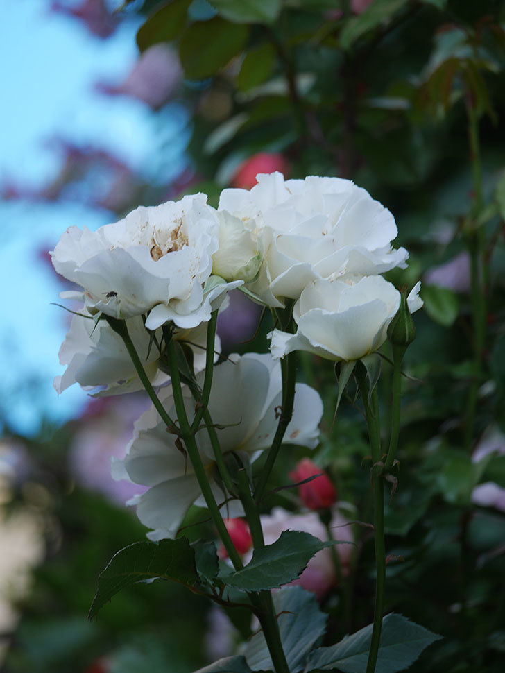 マーガレット・メリル(Margaret Merril)の花が咲いた。木立バラ。2022年-067.jpg