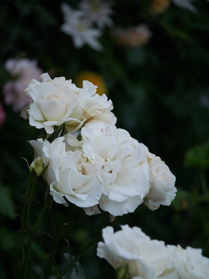 マーガレット・メリル(Margaret Merril)の花が咲いた。木立バラ。2022年-069.jpg