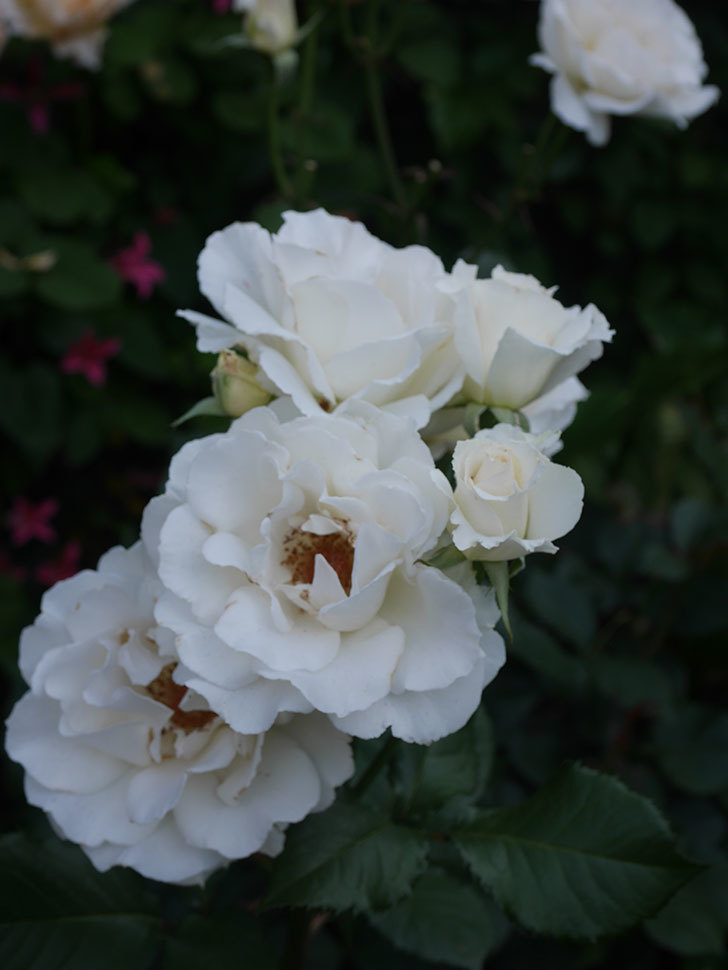 マーガレット・メリル(Margaret Merril)の花が咲いた。木立バラ。2022年-072.jpg