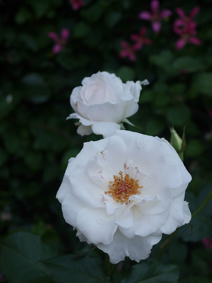 マーガレット・メリル(Margaret Merril)の花が咲いた。木立バラ。2022年-076.jpg