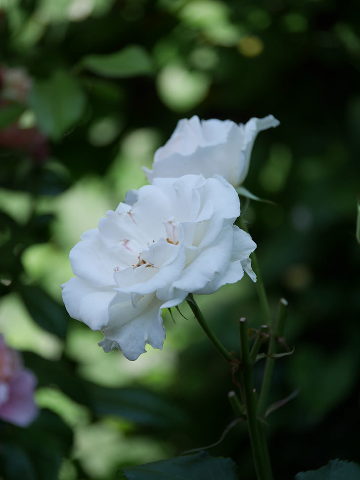 マーガレット・メリル(Margaret Merril)の花が咲いた。木立バラ。2022年-081.jpg