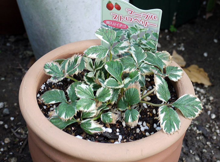 マーブルストロベリーの苗をテラコッタ鉢に植えた2.jpg
