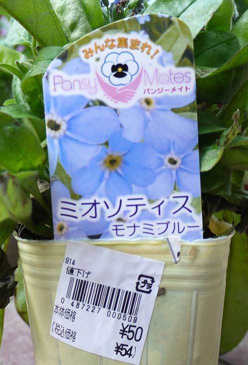 ミオソティス(ワスレナグサ)　モナミブルーが50円だったので買って来た3.jpg