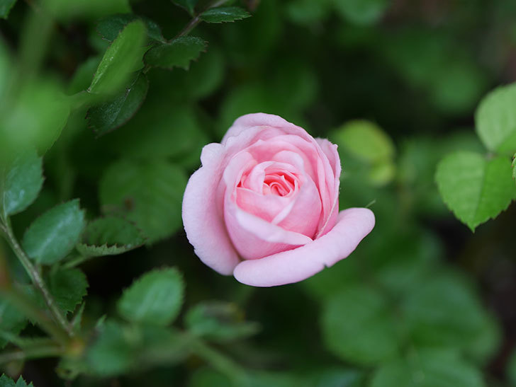 ミスピーチ姫(Miss Peach-hime)の花がぽつぽつ咲きだした。ミニバラ。2021年-003.jpg