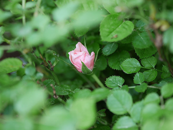 ミスピーチ姫(Miss Peach-hime)の花がぽつぽつ咲きだした。ミニバラ。2021年-004.jpg