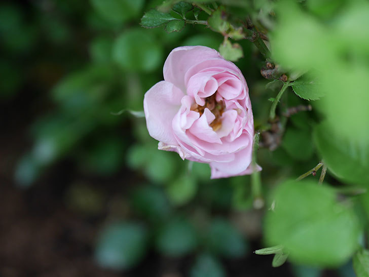 ミスピーチ姫(Miss Peach-hime)の花がぽつぽつ咲きだした。ミニバラ。2021年-006.jpg