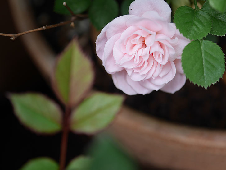 ミスピーチ姫(Miss Peach-hime)の花がぽつぽつ咲きだした。ミニバラ。2021年-007.jpg