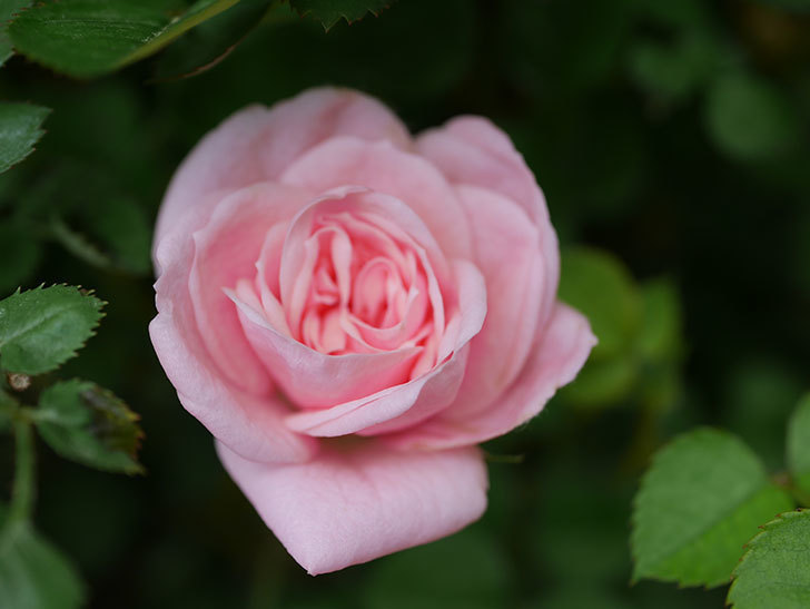 ミスピーチ姫(Miss Peach-hime)の花がぽつぽつ咲きだした。ミニバラ。2021年-009.jpg