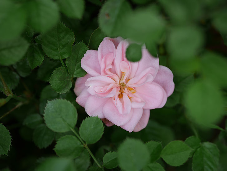 ミスピーチ姫(Miss Peach-hime)の花がぽつぽつ咲きだした。ミニバラ。2021年-011.jpg